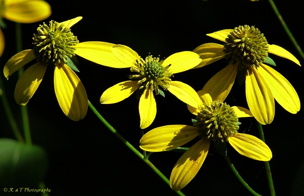 {Rudbeckia laciniata}